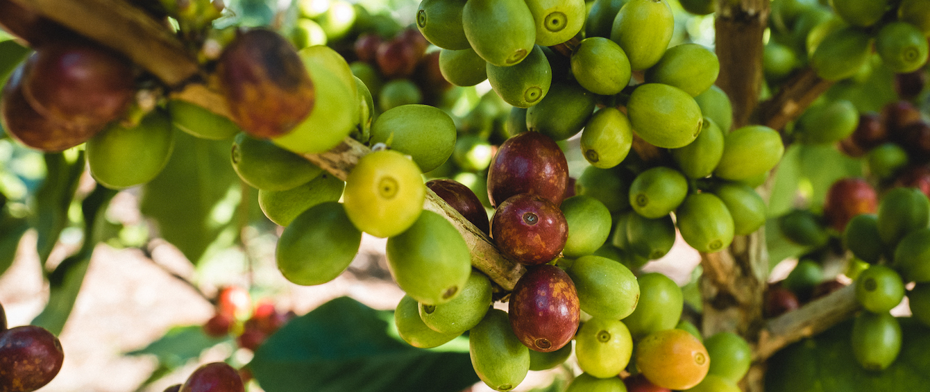 Coffee cherries on the plant in Nicaragua at Fara Farms.
