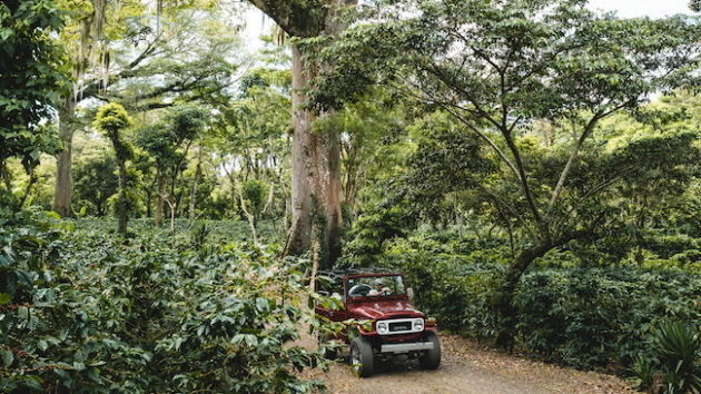 A vintage toyota drives through the Nicaraguan jungle on the Fara Coffee farm