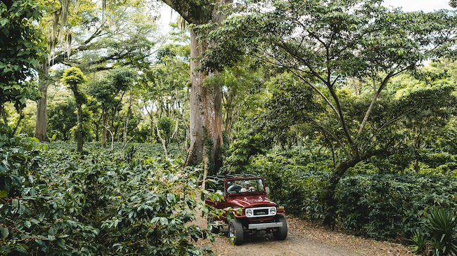 A vintage toyota drives through the Nicaraguan jungle on the Fara Coffee farm