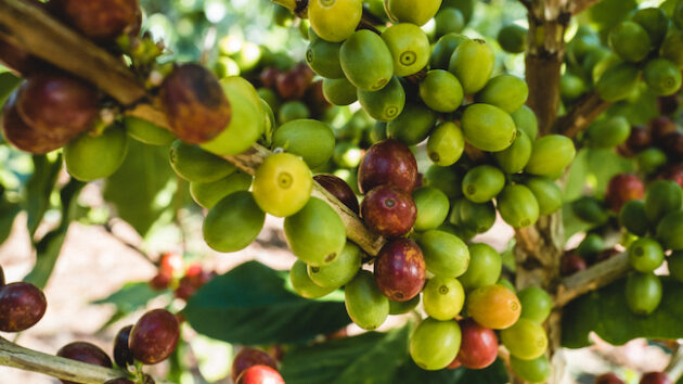 A close-up of coffee cherries on the Fara Coffee farm