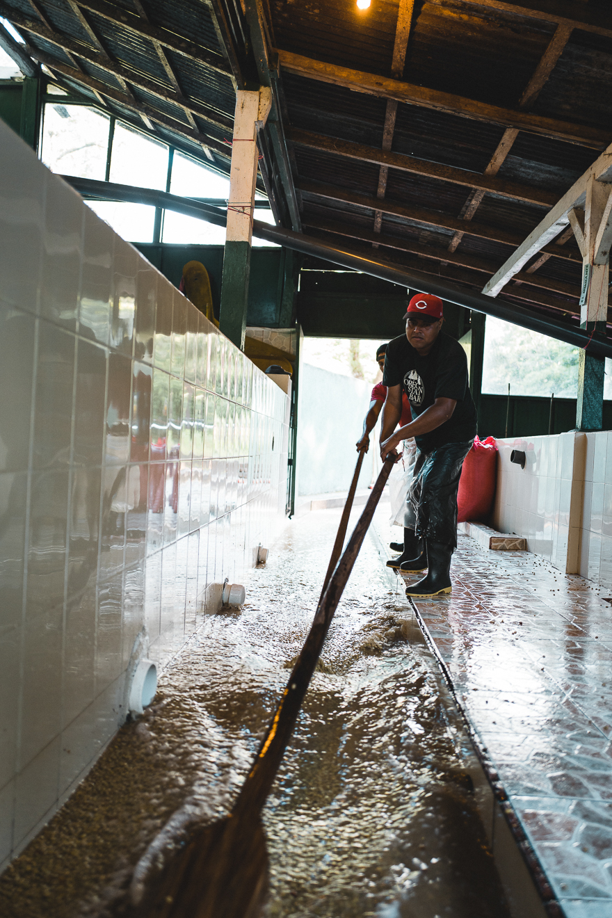 Coffee workers wash the coffee beans at Fara Coffee farms in Matagalpa