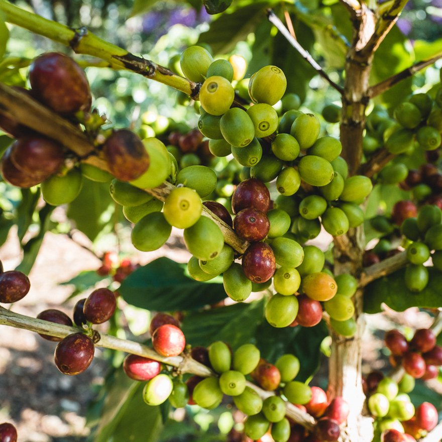 Close-up of coffee beans on the Fara Coffee farm