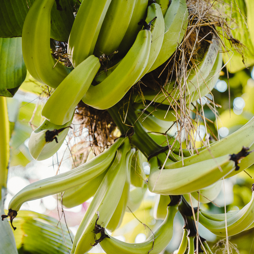 Wild bananas growing in Matagalpa, Nicaragua