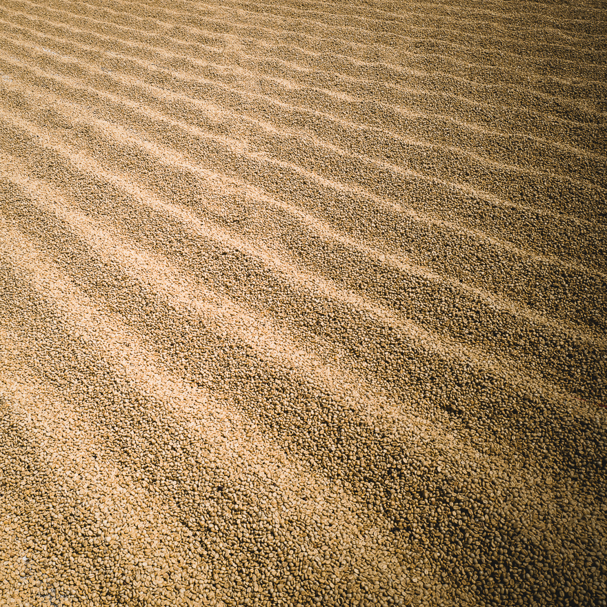 Coffee being dried on the Fara Coffee farm