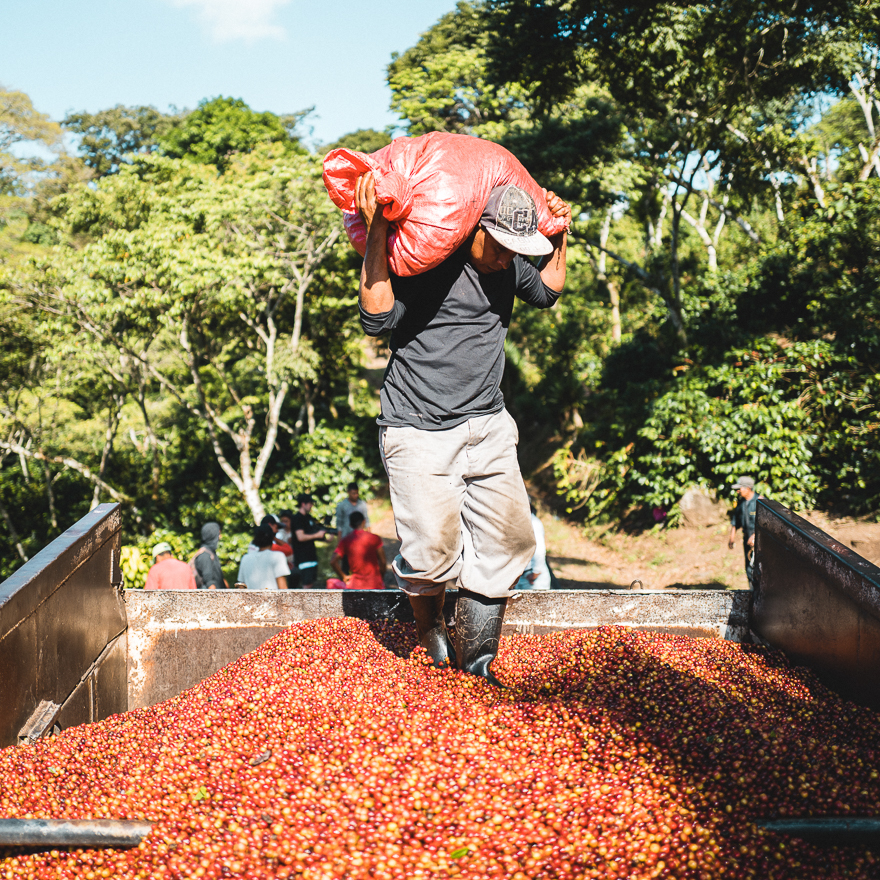 Coffee pickers load the Fara Coffee truck in Nicaragua