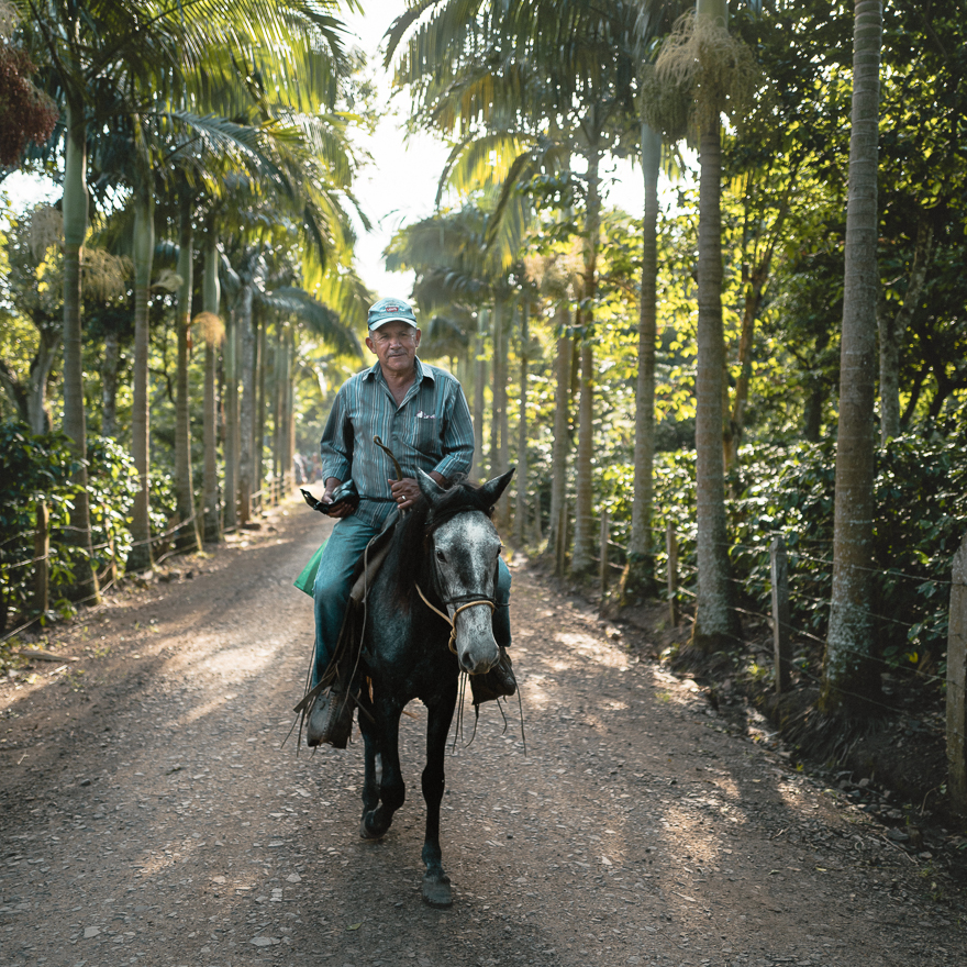 A ranch worker riding a horse on the Fara Coffee farm