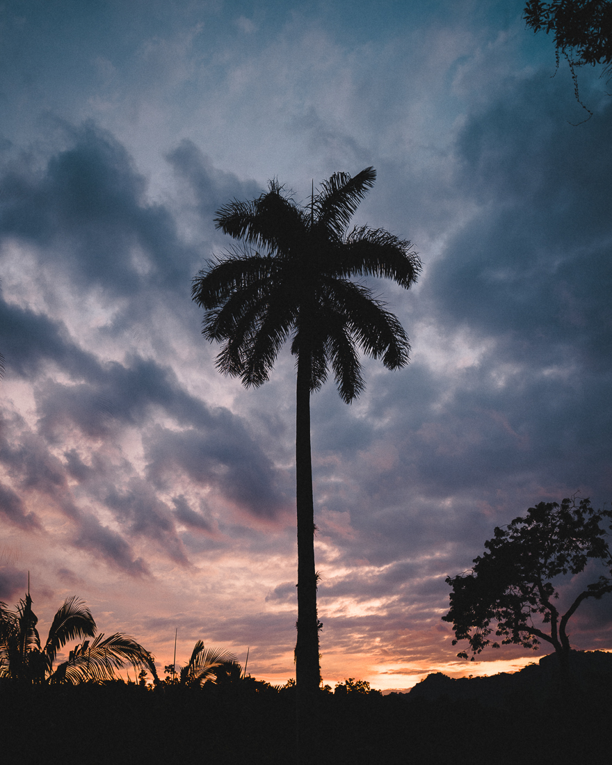 A palm tree in Rancho Santana Nicaragua
