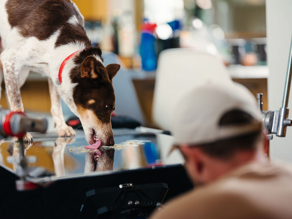 A dog licking Ollie food off a plexiglass custom filming rig