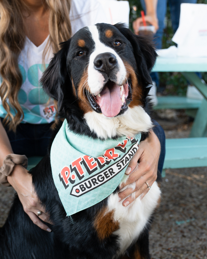 A dog wearing P. Terry's swag